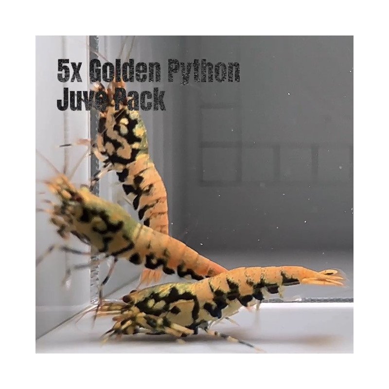 5X Red Steel Caridina Shrimp Aquarium | Shrimp Cove | BEST IN UK