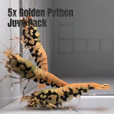 5X Red Steel Caridina Shrimp Aquarium | Shrimp Cove | BEST IN UK