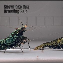 TB Shrimp A MIND BLOWING BARGAIN Caridina Shrimp Aquarium Beauty | Shrimp Cove | BEST IN UK