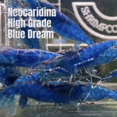 Blue Dream Shrimp – Vibrant Neocaridina | Hardy & Peaceful Shrimp