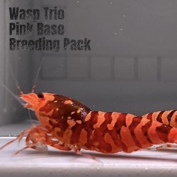 3x TB Shrimp A MIND BLOWING BARGAIN Caridina Shrimp Aquarium Beauty | Shrimp Cove | BEST IN UK