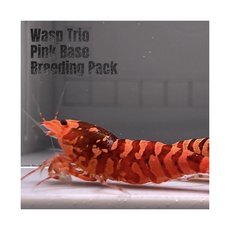 3x TB Shrimp A MIND BLOWING BARGAIN Caridina Shrimp Aquarium Beauty | Shrimp Cove | BEST IN UK