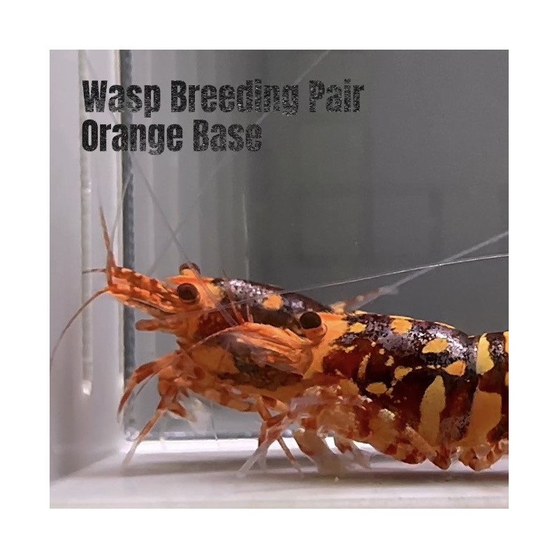 TB Shrimp A MIND BLOWING BARGAIN Caridina Shrimp Aquarium Beauty | Shrimp Cove | BEST IN UK