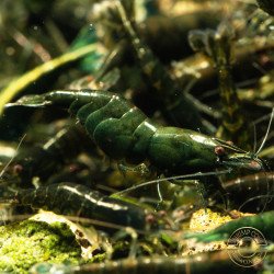 Neocaridina Emerald Green Shrimp High Grade Available here in the UK at Shrimp Cove
