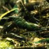 Neocaridina Emerald Green Shrimp High Grade Available here in the UK at Shrimp Cove