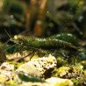 Neocaridina Emerald Green Shrimp High Grade Available here in the UK at Shrimp Cove