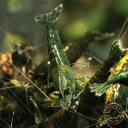 Neocaridina Emerald Green Shrimp High Grade Available here in the UK at Shrimp Cove
