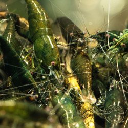 Neocaridina Emerald Green Shrimp High Grade Available here in the UK at Shrimp Cove