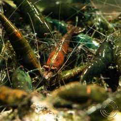 Neocaridina Emerald Green Shrimp High Grade Available here in the UK at Shrimp Cove