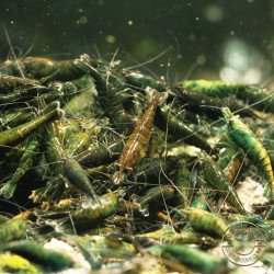 Neocaridina Emerald Green Shrimp High Grade Available here in the UK at Shrimp Cove