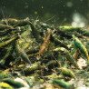 Neocaridina Emerald Green Shrimp High Grade Available here in the UK at Shrimp Cove