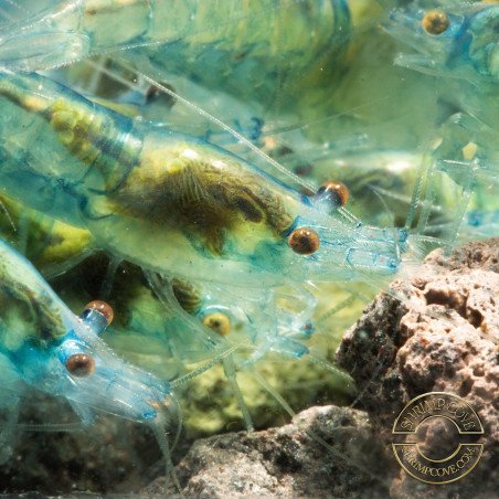 Blue Jelly  Neocaridina Shrimp | Elite Colour Grade | Shrimp Cove®
