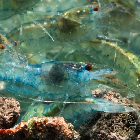 Blue Jelly  Neocaridina Shrimp | Elite Colour Grade | Shrimp Cove®