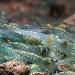 Blue Jelly  Neocaridina Shrimp | Elite Colour Grade | Shrimp Cove®