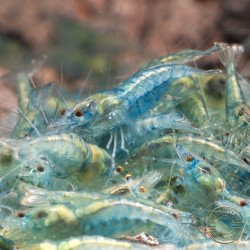 Blue Jelly  Neocaridina Shrimp | Elite Colour Grade | Shrimp Cove®