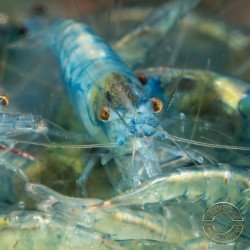 Blue Jelly  Neocaridina Shrimp | Elite Colour Grade | Shrimp Cove®