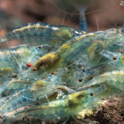 Blue Jelly  Neocaridina Shrimp | Elite Colour Grade | Shrimp Cove®