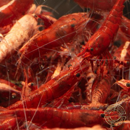 Bloodfire Red Neocaridina Shrimp | Elite Colour Grade | Shrimp Cove®