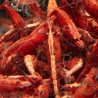 Bloodfire Red Neocaridina Shrimp | Elite Colour Grade | Shrimp Cove®