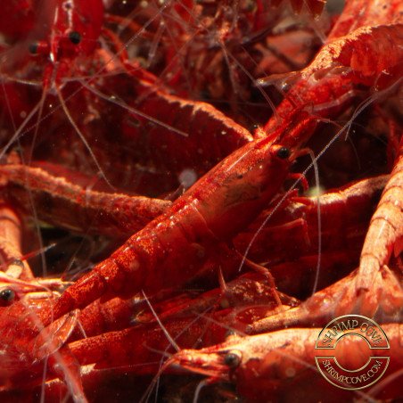 Bloodfire Red Neocaridina Shrimp | Elite Colour Grade | Shrimp Cove®