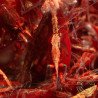 Bloodfire Red Neocaridina Shrimp | Elite Colour Grade | Shrimp Cove®