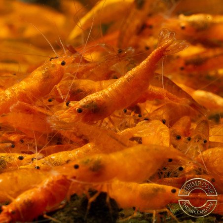 Sunkist Neocaridina Shrimp Cove. freshwater incredible shrimp at great prices in the UK