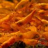 Sunkist Neocaridina Shrimp Cove. freshwater incredible shrimp at great prices in the UK