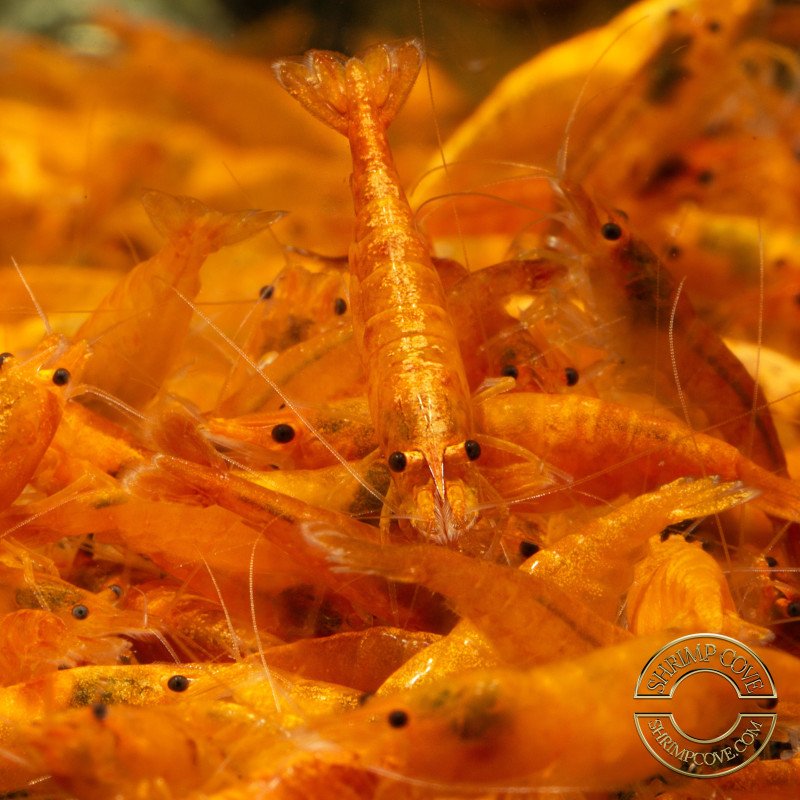 Sunkist Neocaridina Shrimp Cove. freshwater incredible shrimp at great prices in the UK
