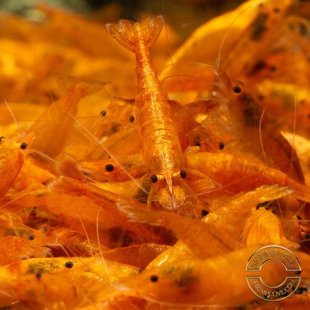 Sunkist Neocaridina Shrimp Cove. freshwater incredible shrimp at great prices in the UK