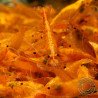 Sunkist Neocaridina Shrimp Cove. freshwater incredible shrimp at great prices in the UK