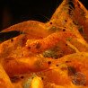 Sunkist Neocaridina Shrimp Cove. freshwater incredible shrimp at great prices in the UK