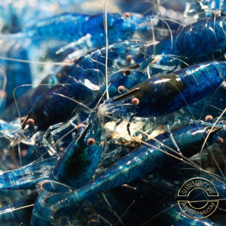 Blue Dream Shrimp – Vibrant Neocaridina | Hardy & Peaceful Shrimp