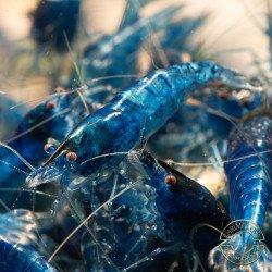 Blue Dream Shrimp – Vibrant Neocaridina | Hardy & Peaceful Shrimp