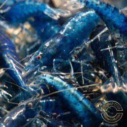 Blue Dream Shrimp – Vibrant Neocaridina | Hardy & Peaceful Shrimp