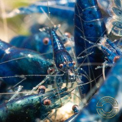 Blue Dream Shrimp – Vibrant Neocaridina | Hardy & Peaceful Shrimp