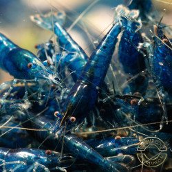 Blue Dream Shrimp – Vibrant Neocaridina | Hardy & Peaceful Shrimp