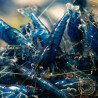 Blue Dream Shrimp – Vibrant Neocaridina | Hardy & Peaceful Shrimp