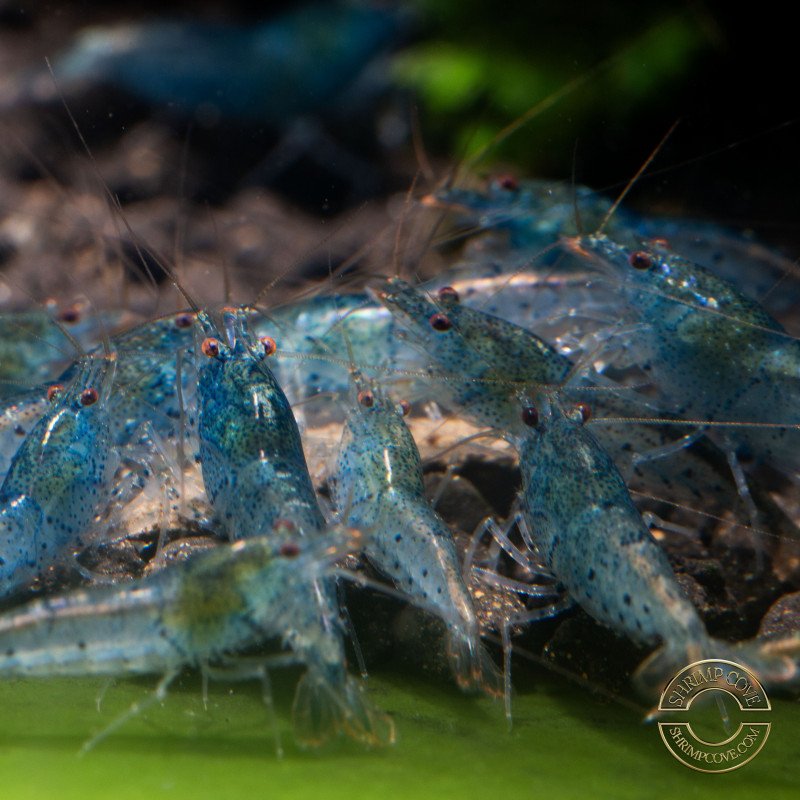 Aura Blue Caridina Serrata Shrimp Non Cross breeding Shrimp