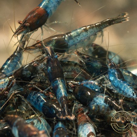 Blue Rili Neocaridina Shrimp | Elite Colour Grade | Shrimp Cove®