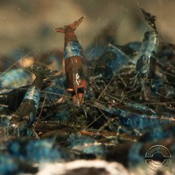 Blue Rili Neocaridina Shrimp | Elite Colour Grade | Shrimp Cove®