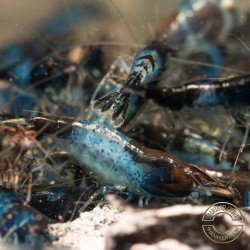 Blue Rili Neocaridina Shrimp | Elite Colour Grade | Shrimp Cove®
