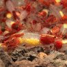 Red Rili Neocaridina Shrimp | Elite Colour Grade | Shrimp Cove®