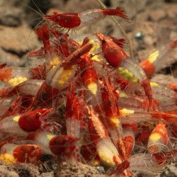 Red Rili Neocaridina Shrimp | Elite Colour Grade | Shrimp Cove®