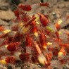 Red Rili Neocaridina Shrimp | Elite Colour Grade | Shrimp Cove®