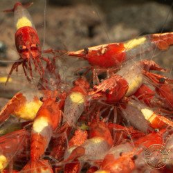Red Rili Neocaridina Shrimp | Elite Colour Grade | Shrimp Cove®