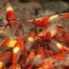 Red Rili Neocaridina Shrimp | Elite Colour Grade | Shrimp Cove®