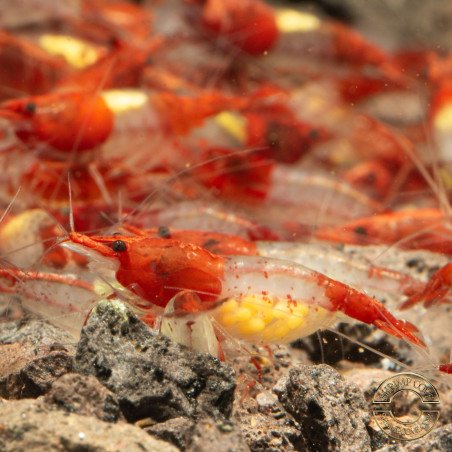 Red Rili Neocaridina Shrimp | Elite Colour Grade | Shrimp Cove®