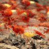 Red Rili Neocaridina Shrimp | Elite Colour Grade | Shrimp Cove®