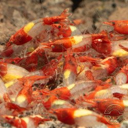 Red Rili Neocaridina Shrimp | Elite Colour Grade | Shrimp Cove®