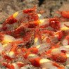 Red Rili Neocaridina Shrimp | Elite Colour Grade | Shrimp Cove®